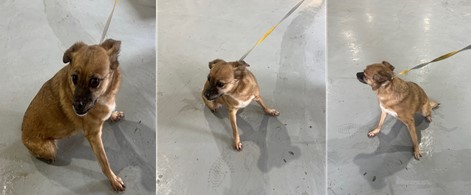 부산동물보호센터_426328202400017
